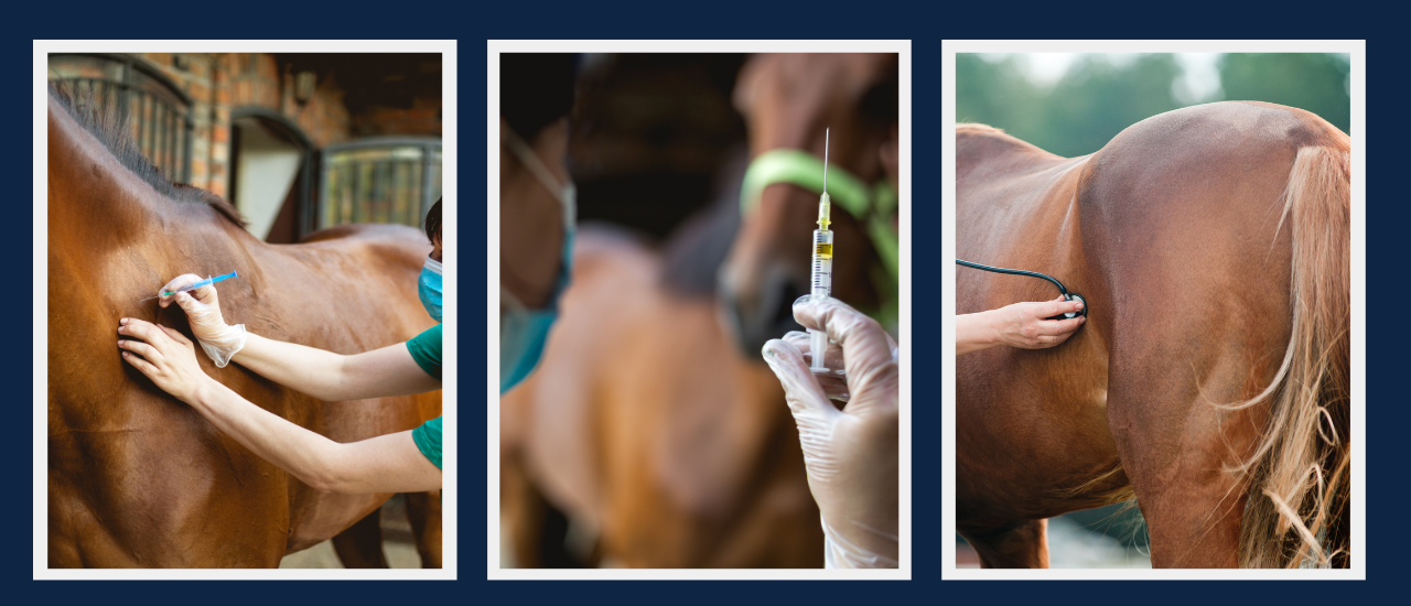 veterinary ultrasound machines