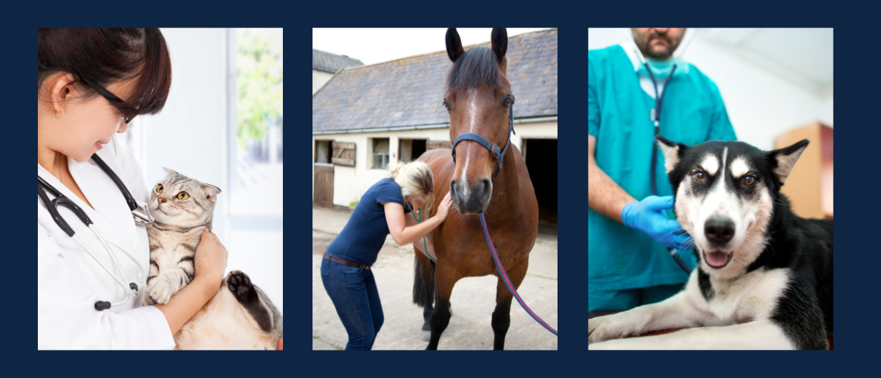 veterinary ultrasound machines